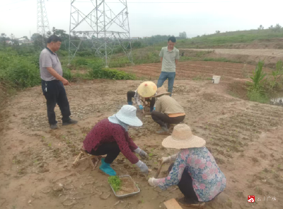 【越·广水】市林业局种苗站深入苗圃场指导乌桕种植工作   
