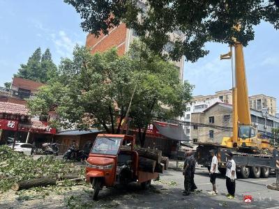【悦·广水】高龄树木存隐患　多部门协同保安全