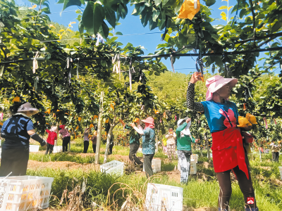 【越·广水】荒坡地上种出“甜蜜”希望 ——广水市十里街道观音村千亩梨园见闻