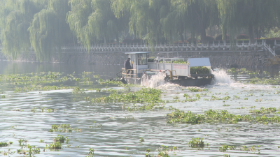 【越·广水】广水：“一网打尽”水葫芦  守护一泓碧水