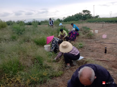 【越·广水】广水市中心林业苗圃场开展苗木越冬准备工作