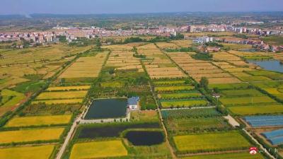 【越·广水】广水陈巷镇：秋冬播种忙 政策技术双护航 7756亩油菜播下丰收希望