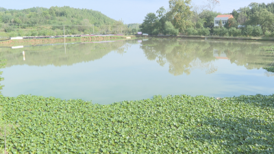 【悦•广水】小甲鱼养出致富路   带动村民致富增收