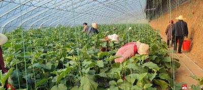 【越·广水】芝麻湾村“互惠共生”发展纪实之六：“玉茄子”结出集体“新硕果”  鼓起村民“钱袋子”