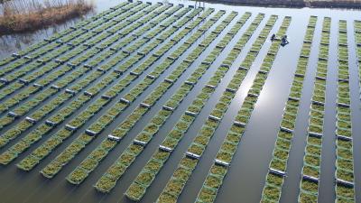 好鳝 好水 好滋味！广水郝店小黄鳝“游”进全国大市场