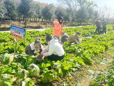 【越·广水】郝店镇关店中心小学：田间 “趣” 劳动，除草裹菜乐成长  
