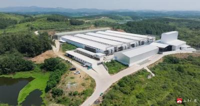 【越·广水】从荒山鸡舍到全产业链集群：湖北鹏润的十年振兴路