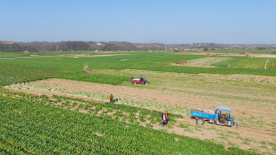 【越·广水】广水：嘎嘣脆、甜滋滋的萝卜丰收了