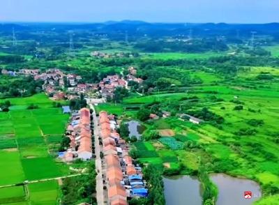 【越·广水】“三驾马车”齐驱  激活镇域经济赋能乡村振兴新篇章