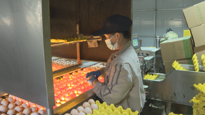 【冲刺四季度·决胜全年红】湖北鹏润禽业：以标准化打通全产业链条