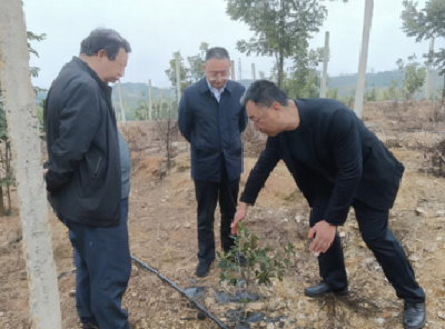 【越·广水】随州市自然资源和城乡建设局调研指导广水油茶产业与古树名木保护工作   
