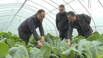 【越·广水】广水：农技专家一线“支招”   帮助作物安度寒潮