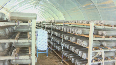 【悦·广水】郝店镇关店村：“菇”事丰收  产业铺就致富路