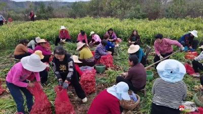 【越·广水】灵台山社区特色种植“姜姜好”田间地头采收忙