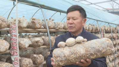 郝店关店村：头茬香菇抢鲜上市  产业振兴增添“蘑”力