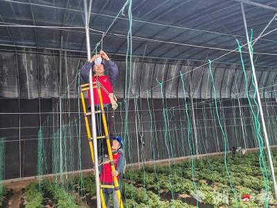 供电所上门“体检” 守护蔬菜大棚“暖心电”