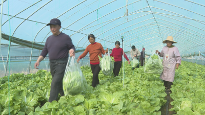 【越·广水】大棚蔬菜鲜味浓  广水“菜篮子”量足质优
