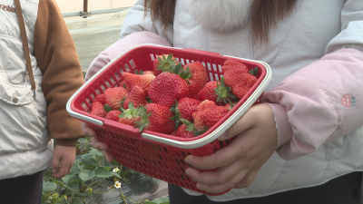 广水：冬日“莓”好时光 铺就乡村振兴“甜蜜路”
