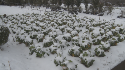 市农业农村局多措并举应对寒潮保农业生产