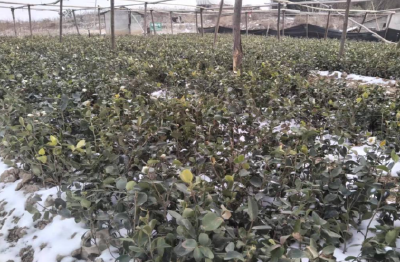 市林业局:多措并举筑牢苗木“防寒墙”