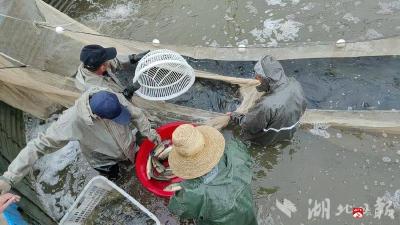 广水：14万斤鲈鱼抢“鲜”上市 “错峰”抢滩春节档