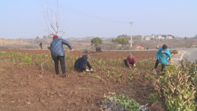 广水：补植添景 新绿迎春