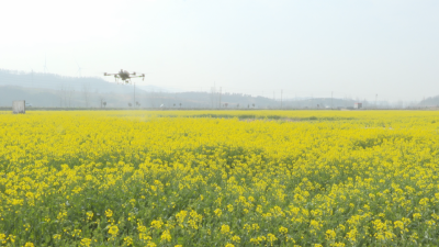 专家团精准指导花期关键技术  助力粮油丰产