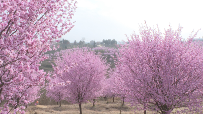 马坪镇狮子岗村：梅花盛开引客来   “赏花经济”促振兴