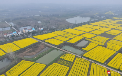 骆店镇——金色花田铺就乡村振兴路