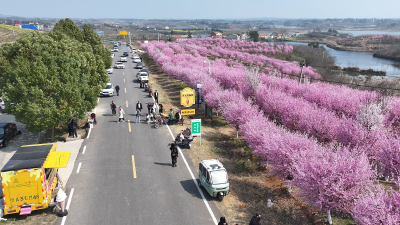 马坪镇狮子岗村:春光明媚晴方好 鲜花烂漫绘锦绣