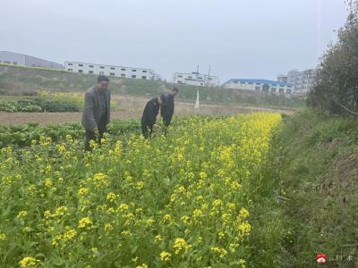 广水经济开发区：春季禁种铲毒，守护无毒乡村