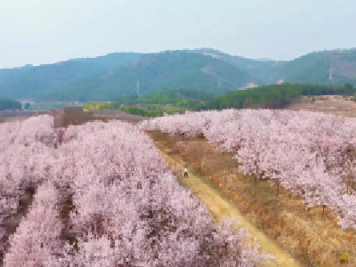 游浪漫广水·品詹王美食——这份2026年春季赏花指南请查收