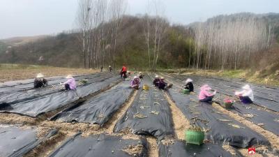 吴店镇：移风易俗除陋习 文明婚俗入万家