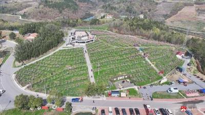 郝店镇铁城村：千亩桃花盛开 引游客竞相打卡