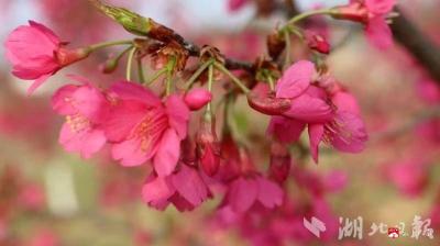 广水发布春日赏花指南 多处花卉即将盛放迎客