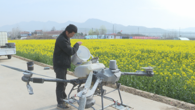 科技护田！广水10万亩油菜吃上空投“营养餐”
