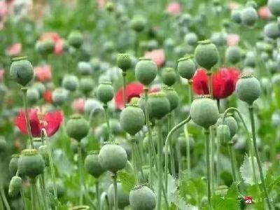 应山街道：罂粟不是花 种植一株也违法
