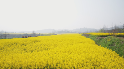 广水街道：人居环境“细梳妆”   沿线花海“引客来”
