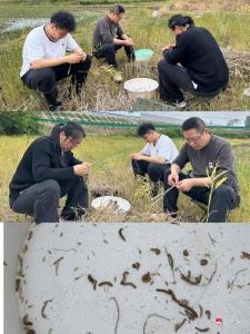 广水市农业综合服务中心：田间传帮带 实训强技能