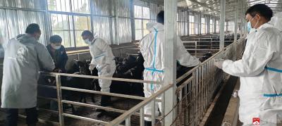 防疫服务进基地 技术指导助振兴——吴店镇畜牧兽医服务中心赴芝麻湾村种羊繁育基地开展疫病防控与技术指导