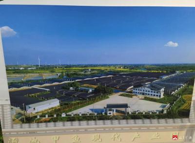 从配方到养殖双向赋能，湖北新民桑普领跑全省甲鱼饲料赛道