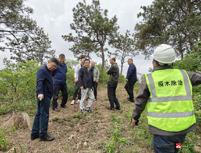 省林业局领导赴广水市督导松材线虫病疫木除治工作