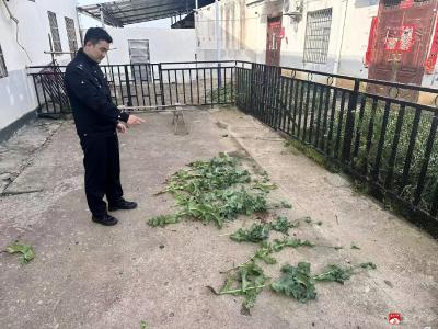 警民联动除毒患 宣传护航守平安——骆店派出所快速铲除罂粟消除涉毒隐患