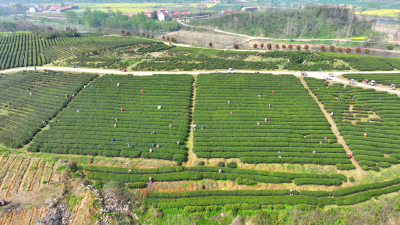 一叶到一业！武胜关镇茶产业链式发展