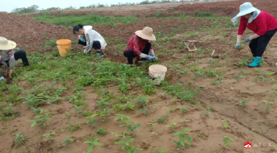  守好苗木“健康关” 广水市中心林业苗圃场扎实开展春季病虫害综合防治