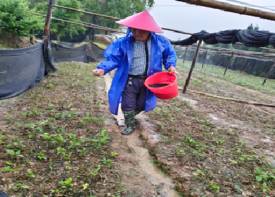 市中心林业苗圃场扎实推进雨季苗木管护工作
