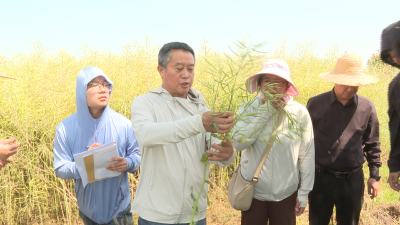 广水：示范展示显良种  助推粮油增产能