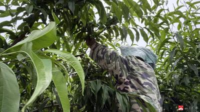 十里双塘：黄桃林间疏果忙  蓄势待发盼夏收