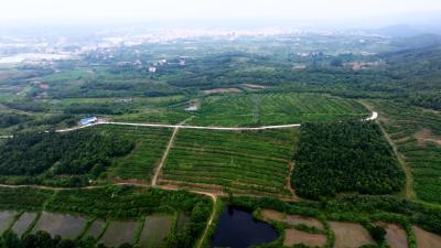 一颗果子带活一方经济  白玉桃“甜”了银珠村