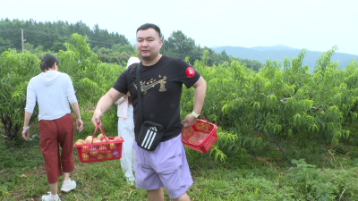 广水：胭脂红桃迎丰收 甜蜜产业促振兴